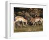 Two Pronghorn (Antilocapra Americana) Bucks Sparring, Yellowstone National Park, Wyoming, USA-James Hager-Framed Photographic Print