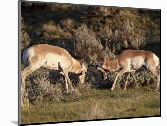 Two Pronghorn (Antilocapra Americana) Bucks Sparring, Yellowstone National Park, Wyoming, USA-James Hager-Mounted Photographic Print