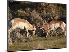 Two Pronghorn (Antilocapra Americana) Bucks Sparring, Yellowstone National Park, Wyoming, USA-James Hager-Mounted Photographic Print