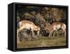 Two Pronghorn (Antilocapra Americana) Bucks Sparring, Yellowstone National Park, Wyoming, USA-James Hager-Framed Stretched Canvas