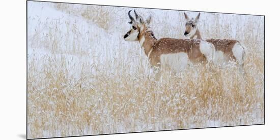 Two pronghorns in winter, Wyoming, USA-Art Wolfe Wolfe-Mounted Photographic Print