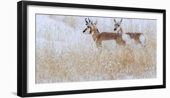 Two pronghorns in winter, Wyoming, USA-Art Wolfe Wolfe-Framed Photographic Print