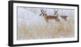 Two pronghorns in winter, Wyoming, USA-Art Wolfe Wolfe-Framed Photographic Print