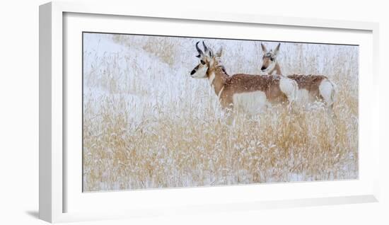 Two pronghorns in winter, Wyoming, USA-Art Wolfe Wolfe-Framed Photographic Print