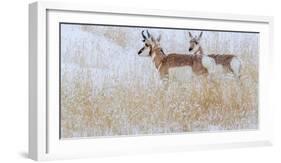 Two pronghorns in winter, Wyoming, USA-Art Wolfe Wolfe-Framed Photographic Print