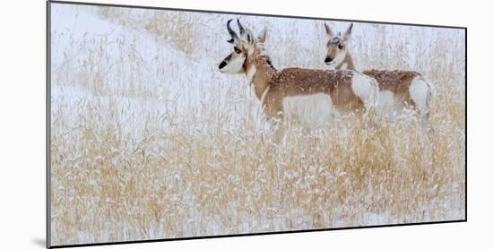 Two pronghorns in winter, Wyoming, USA-Art Wolfe Wolfe-Mounted Photographic Print