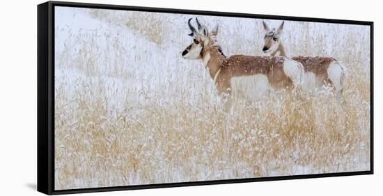 Two pronghorns in winter, Wyoming, USA-Art Wolfe Wolfe-Framed Stretched Canvas