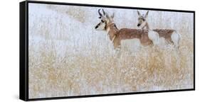 Two pronghorns in winter, Wyoming, USA-Art Wolfe Wolfe-Framed Stretched Canvas