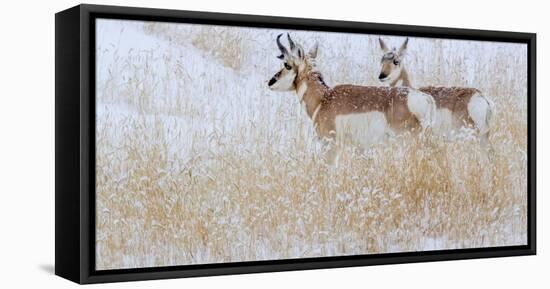 Two pronghorns in winter, Wyoming, USA-Art Wolfe Wolfe-Framed Stretched Canvas