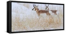 Two pronghorns in winter, Wyoming, USA-Art Wolfe Wolfe-Framed Stretched Canvas