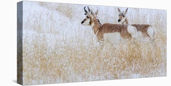 Two pronghorns in winter, Wyoming, USA-Art Wolfe Wolfe-Stretched Canvas