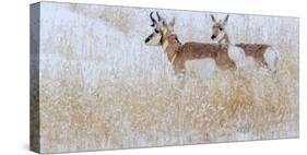 Two pronghorns in winter, Wyoming, USA-Art Wolfe Wolfe-Stretched Canvas
