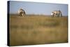 Two Przewalski Horses (Equus Ferus Przewalskii) with Foals, Hortobagy National Park, Hungary, May-Radisics-Stretched Canvas