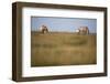 Two Przewalski Horses (Equus Ferus Przewalskii) with Foals, Hortobagy National Park, Hungary, May-Radisics-Framed Photographic Print