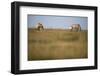 Two Przewalski Horses (Equus Ferus Przewalskii) with Foals, Hortobagy National Park, Hungary, May-Radisics-Framed Photographic Print