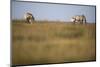 Two Przewalski Horses (Equus Ferus Przewalskii) with Foals, Hortobagy National Park, Hungary, May-Radisics-Mounted Photographic Print