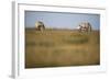 Two Przewalski Horses (Equus Ferus Przewalskii) with Foals, Hortobagy National Park, Hungary, May-Radisics-Framed Photographic Print