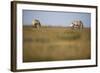 Two Przewalski Horses (Equus Ferus Przewalskii) with Foals, Hortobagy National Park, Hungary, May-Radisics-Framed Photographic Print