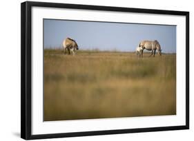 Two Przewalski Horses (Equus Ferus Przewalskii) with Foals, Hortobagy National Park, Hungary, May-Radisics-Framed Photographic Print