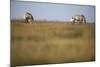 Two Przewalski Horses (Equus Ferus Przewalskii) with Foals, Hortobagy National Park, Hungary, May-Radisics-Mounted Photographic Print