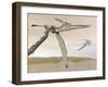 Two Pteranodons Flying over Small Islands-null-Framed Art Print