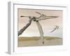 Two Pteranodons Flying over Small Islands-null-Framed Art Print