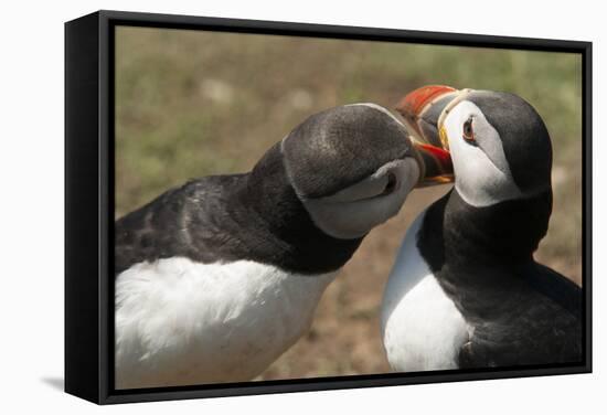 Two Puffins Billing, Wales, United Kingdom, Europe-Andrew Daview-Framed Stretched Canvas