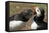 Two Puffins Billing, Wales, United Kingdom, Europe-Andrew Daview-Framed Stretched Canvas