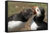Two Puffins Billing, Wales, United Kingdom, Europe-Andrew Daview-Framed Stretched Canvas