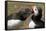 Two Puffins Billing, Wales, United Kingdom, Europe-Andrew Daview-Framed Stretched Canvas