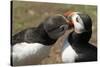Two Puffins Billing, Wales, United Kingdom, Europe-Andrew Daview-Stretched Canvas
