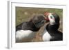 Two Puffins Billing, Wales, United Kingdom, Europe-Andrew Daview-Framed Photographic Print