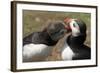 Two Puffins Billing, Wales, United Kingdom, Europe-Andrew Daview-Framed Photographic Print