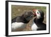 Two Puffins Billing, Wales, United Kingdom, Europe-Andrew Daview-Framed Photographic Print