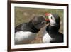 Two Puffins Billing, Wales, United Kingdom, Europe-Andrew Daview-Framed Photographic Print