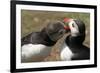 Two Puffins Billing, Wales, United Kingdom, Europe-Andrew Daview-Framed Photographic Print