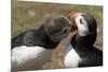 Two Puffins Billing, Wales, United Kingdom, Europe-Andrew Daview-Mounted Photographic Print