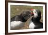 Two Puffins Billing, Wales, United Kingdom, Europe-Andrew Daview-Framed Photographic Print
