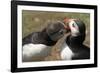 Two Puffins Billing, Wales, United Kingdom, Europe-Andrew Daview-Framed Photographic Print