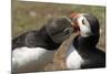 Two Puffins Billing, Wales, United Kingdom, Europe-Andrew Daview-Mounted Photographic Print