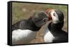 Two Puffins Billing, Wales, United Kingdom, Europe-Andrew Daview-Framed Stretched Canvas