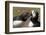 Two Puffins Billing, Wales, United Kingdom, Europe-Andrew Daview-Framed Photographic Print