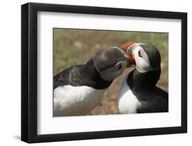 Two Puffins Billing, Wales, United Kingdom, Europe-Andrew Daview-Framed Photographic Print