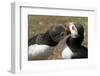 Two Puffins Billing, Wales, United Kingdom, Europe-Andrew Daview-Framed Photographic Print