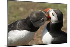 Two Puffins Billing, Wales, United Kingdom, Europe-Andrew Daview-Mounted Photographic Print