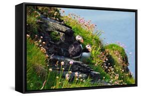 Two Puffins, Westray, Orkney Islands, Scotland, United Kingdom, Europe-Bhaskar Krishnamurthy-Framed Stretched Canvas