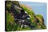Two Puffins, Westray, Orkney Islands, Scotland, United Kingdom, Europe-Bhaskar Krishnamurthy-Stretched Canvas