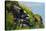 Two Puffins, Westray, Orkney Islands, Scotland, United Kingdom, Europe-Bhaskar Krishnamurthy-Stretched Canvas