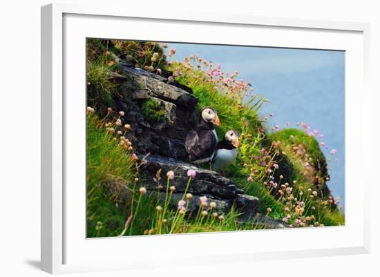 Two Puffins, Westray, Orkney Islands, Scotland, United Kingdom, Europe-Bhaskar Krishnamurthy-Framed Photographic Print