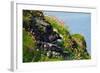 Two Puffins, Westray, Orkney Islands, Scotland, United Kingdom, Europe-Bhaskar Krishnamurthy-Framed Photographic Print